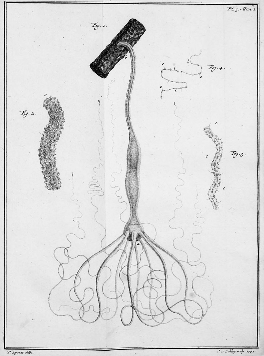 Hydra image