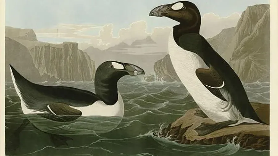 Painting by John James Audubon