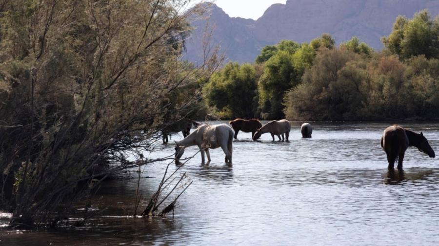 Picture of Horses in the Salt River