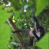 Photo of a Spider Monkey in the trees