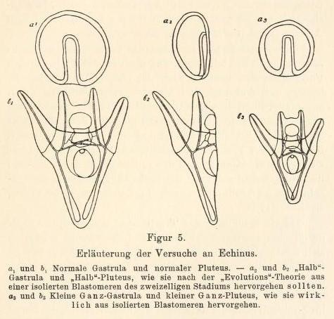 Driesch drawing