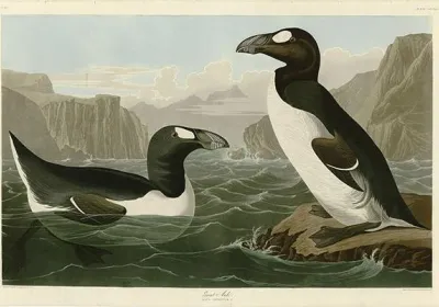 Painting by John James Audubon