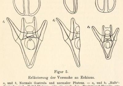 Driesch drawing