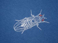 MBL t-shirt