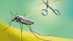 mosquito