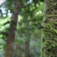 Tree trunk with an ant climbing on it
