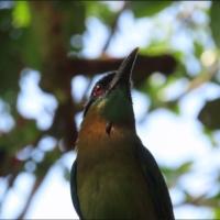 photo of a bird with leafy branches behind it