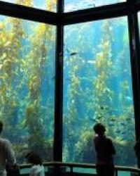 Aquarium
