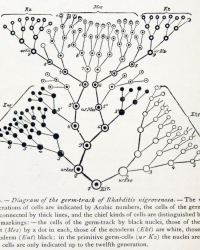 Diagram of germ-track