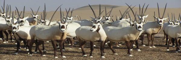 Arabian Oryx