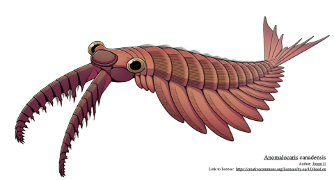 Anomalocaris canadensis