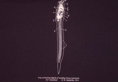 MBL t-shirt