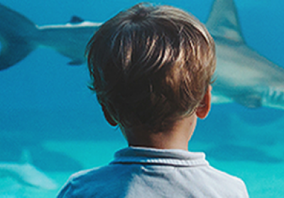 shark