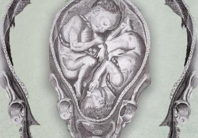 embryo