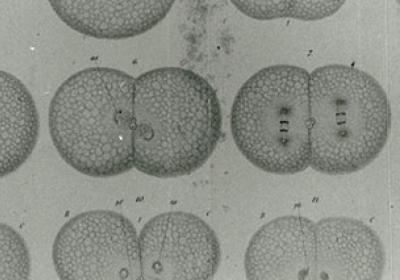 embryo