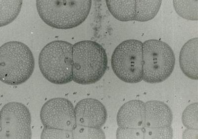 embryo
