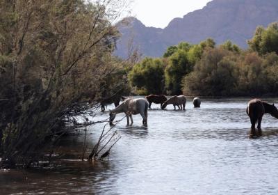 Picture of Horses in the Salt River